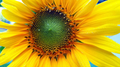 Close-up of insect on sunflower