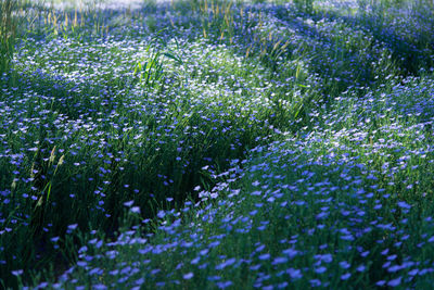 Full frame shot of flowering plants on field