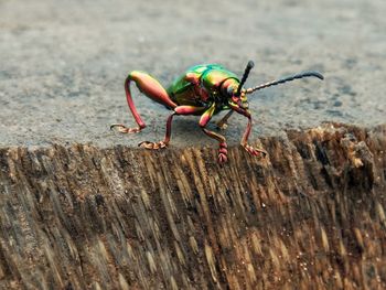 Close-up of insect on wood