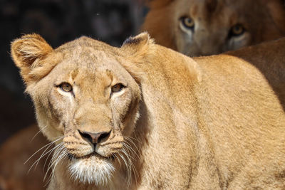 Lioness looking at camera as male lion looks from behind