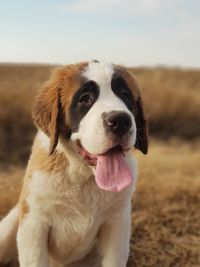 Close-up of saint bernard dog looking away isolated