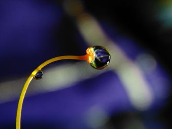 Close-up of water drop on leaf