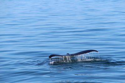 Whale fin swimming in sea