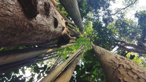 Close-up of tree