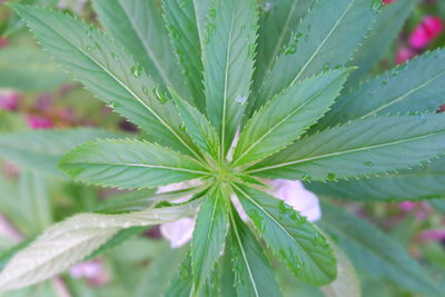 Close-up of wet plant leaves