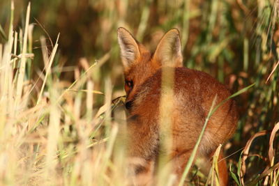 Close-up of an animal on field