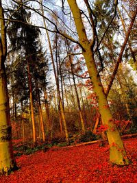 View of trees in forest during autumn