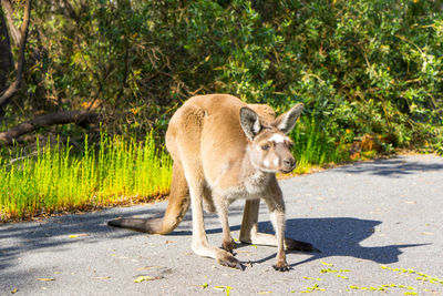 Cat standing on road amidst plants