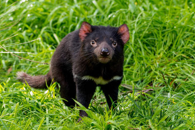 Close-up portrait of an animal