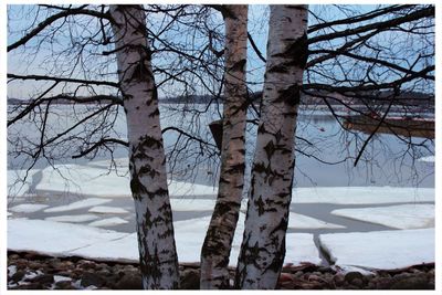 Bare trees on snow covered landscape