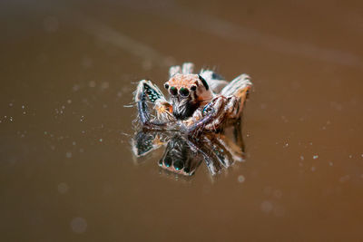 Close-up of spider