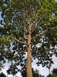 Low angle view of tree in forest