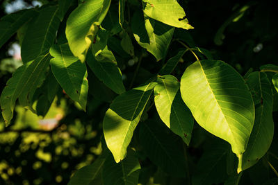 Close-up of green leaves