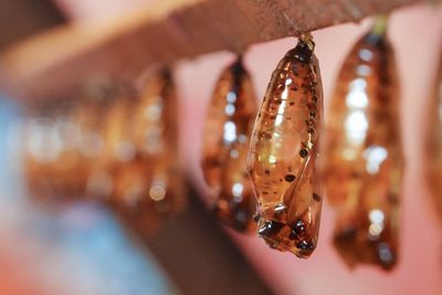 Close-up of illuminated lighting equipment hanging on wood