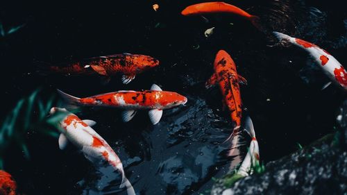 High angle view of koi carps swimming in water