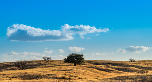 Trees on field against blue sky