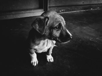 High angle view of puppy sitting on floor