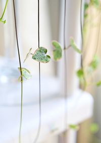 Close-up of fresh green plant leaves
