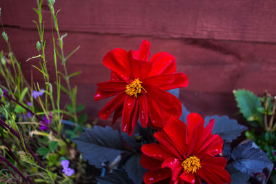 Close-up of red flower