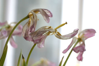 Close-up of pink flower