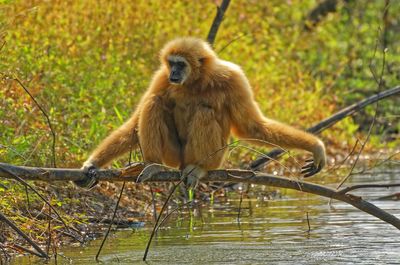 Monkey sitting on branch over lake against trees