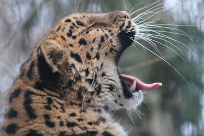 Close-up of leopard yawning