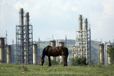 Horse grazing in a field