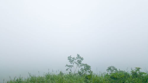 Trees on field against sky