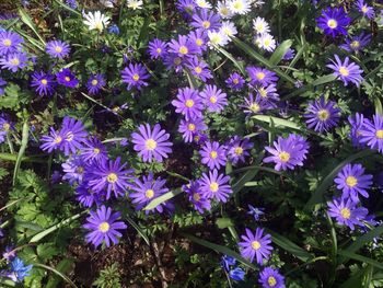 Close-up of flowers blooming outdoors