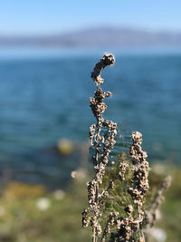 Close-up of flowering plant in sea