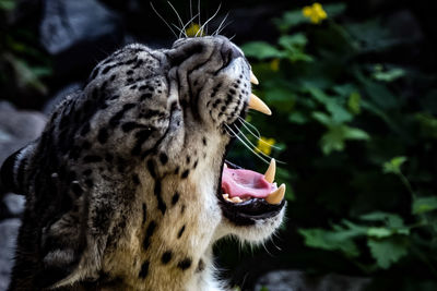 Close-up of a cat