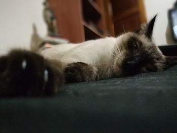 Close-up portrait of cat relaxing at home