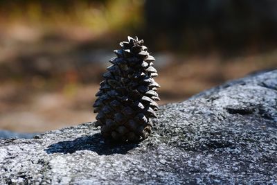 Close-up of rocks