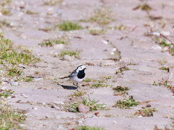 Bird perching on a field