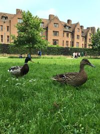 Ducks on grassy field