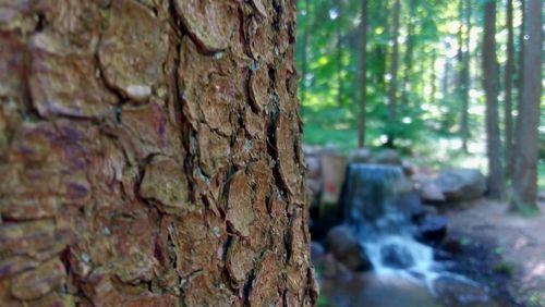 Close-up of tree trunk in forest