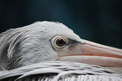 Close-up of bird