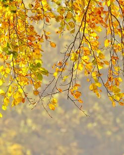 Low angle view of yellow flowering tree against sky