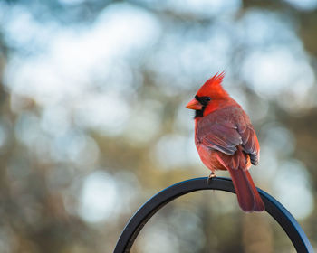 Close-up of a bird perching