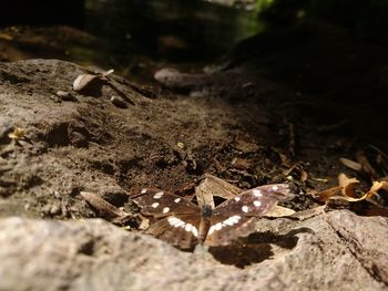 Close-up of insect on land