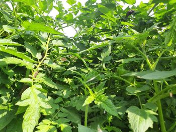 Close-up of fruit growing on tree