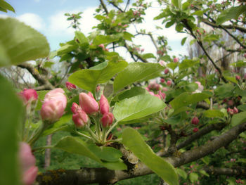 Close-up of green leaves