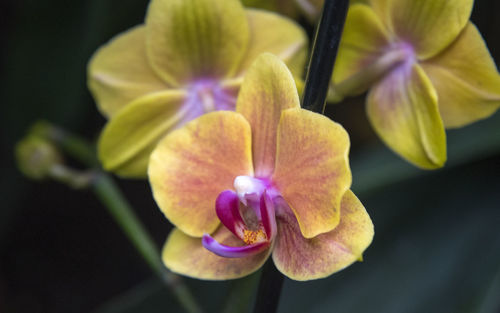 Close-up of purple orchid flower