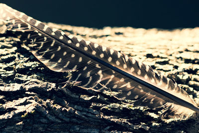 Close-up of feather on land