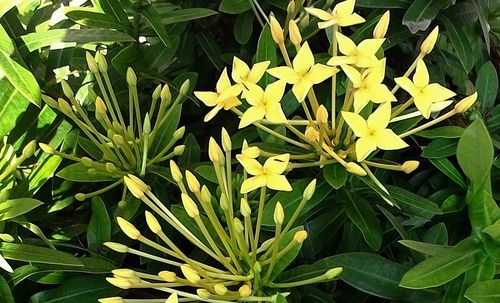 Close-up of flowers blooming in field