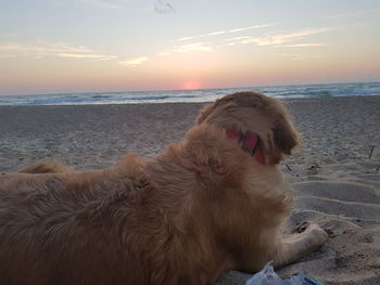 View of dog on beach against sky during sunset