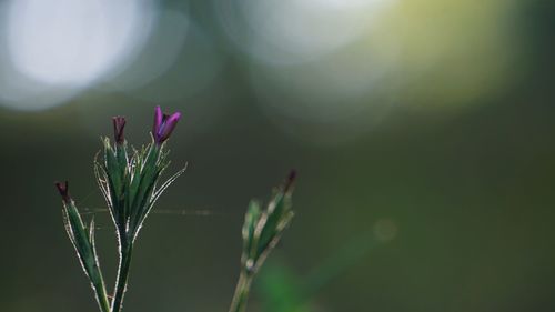 Close-up of pink flowering plant