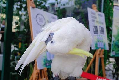 Close-up of parrot perching