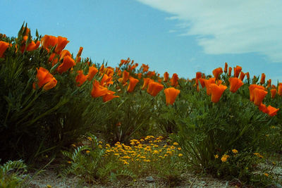 Close-up of orange flowering plants on field against sky