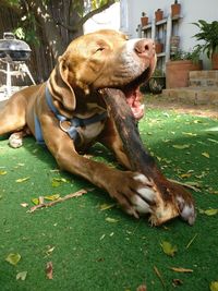 Close-up of dog lying on grass